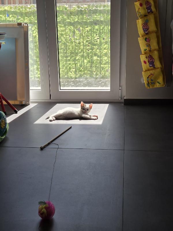 Yoshi Foto 5